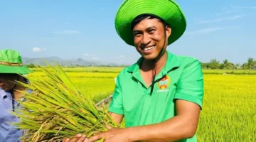 توقعات بإنتاج صنف الأرز OM468 لنحو 9 أطنان في الهكتار الواحد سنويًا